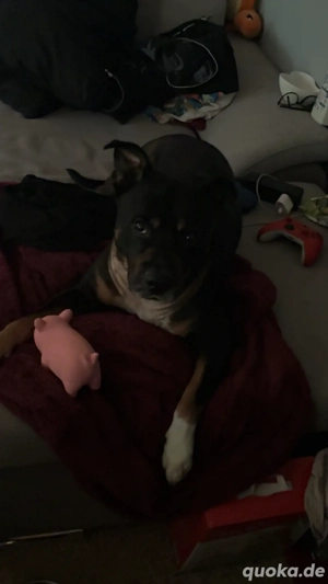 Ares sucht ein zuhause 