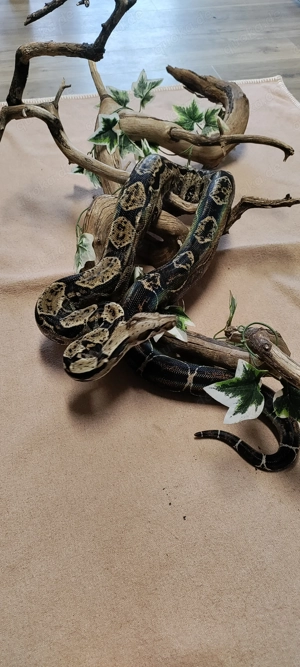 0.1 Boa c. Imperator Pos. Squaretail 66% het Leopard mit Papieren