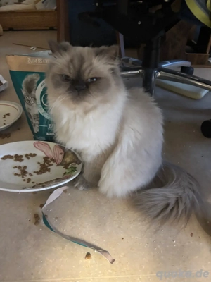 viele Katzen suchen neue Wohnung