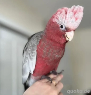 Papageien   handzahm & gesund | Vermittlung D   A   CH