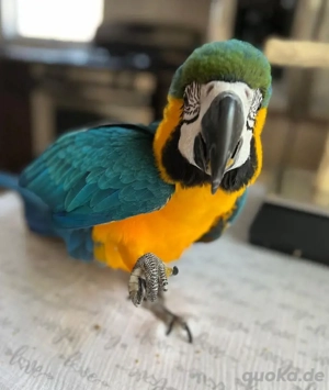Ara Papageien   handzahm & gesund