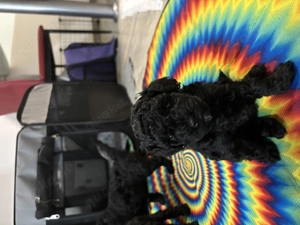 Süße Zwergpudelwelpen zu verkaufen