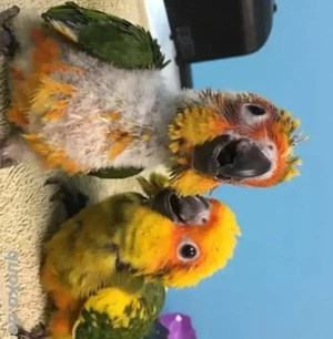 Papageien   handzahm & gesund | Vermittlung 