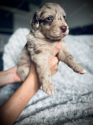 Süße Aussiedor Welpen in eine liebevolle Familie abzugeben