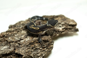 Letzten 2! Black Night Leopardgecko Jungtiere aus liebevoller Hobbyzucht (Weibchen)