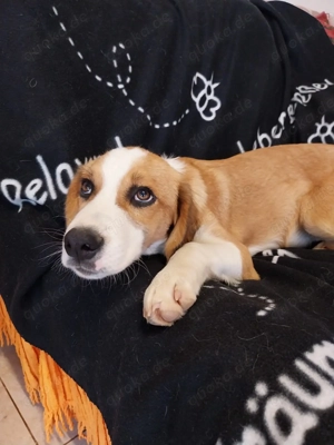 Humphrey immer gut gelaun