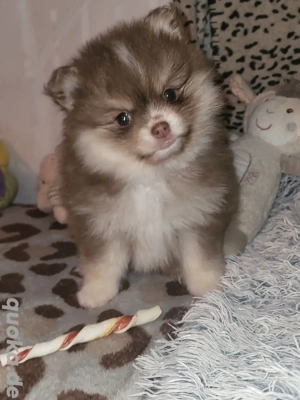 Pomchi Pomeranian Chihuahua Welpen 