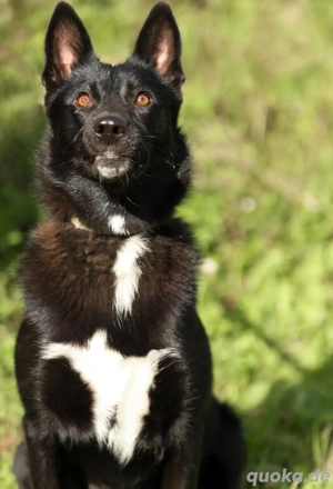Nika *geb. 02 2024   Ein Herz auf vier Pfoten sucht ihr Zuhause