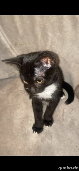 Europäisch Kurzhaar weiblich