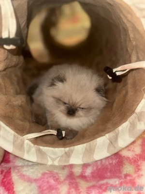 Scottish Longhair Katzenmädchen abzugeben