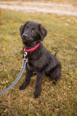 Junak sucht sein für immer Zuhause 