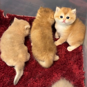 Britisch Kurzhaar-Kätzchen abzugeben