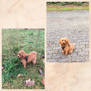 Maltipoo Hündin 9 Monate alt 