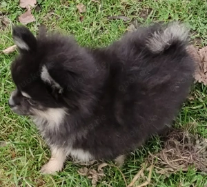 Süße PomChi's Rüden suchen ein liebevolles Heim.