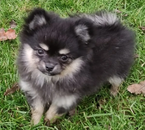 Süße PomChi's Rüden suchen ein liebevolles Heim. Bild 2