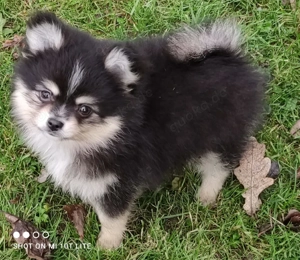 Süße PomChi's Rüden suchen ein liebevolles Heim. Bild 8
