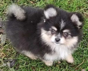Süße PomChi's Rüden suchen ein liebevolles Heim. Bild 9