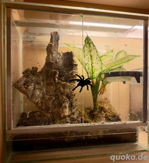 Vogelspinne mit Terrarium Avicularia minatrix
