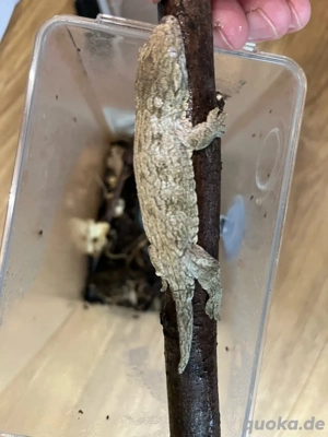 Rhacodactylus leachianus Grande Terre