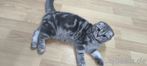 Katze (5 Monate)   Silver Tabby.