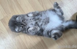 Katze (4 Monate)   Silver Tabby.
