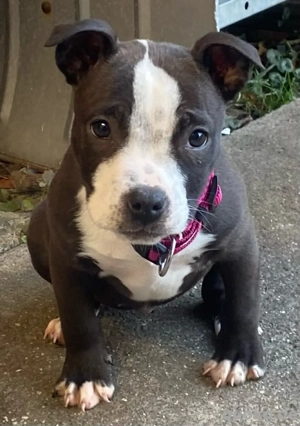 american pockt bully 