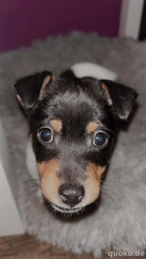 Jack russell terrier welpe sucht zuhause