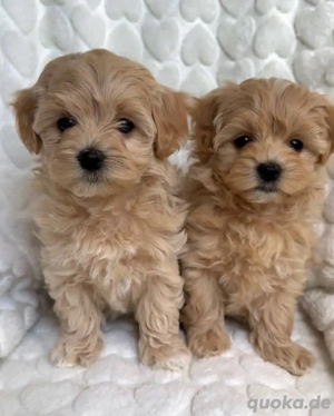 Maltipoo mini welpen