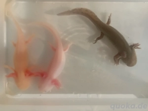 Axolotl suchen zu Hause