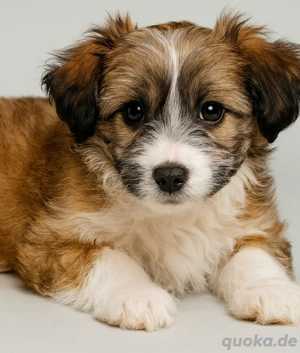 Bollipoo Maltipoo rüde 