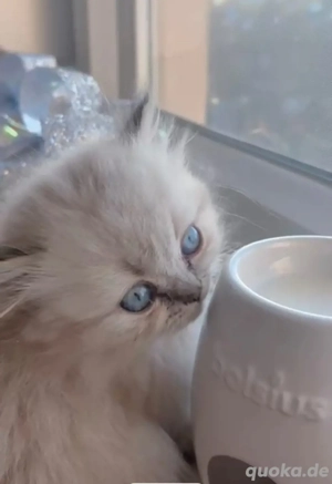 Britisch Kurzhaar  Langhaar 