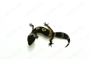 Letzten 2! Black Night Leopardgecko Jungtiere aus liebevoller Hobbyzucht (Weibchen)