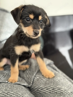 Pinscher-pudel mix Welpe abzugeben