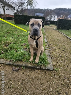 Cane-Corso 
