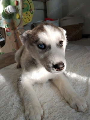 4 Siberian Husky Welpen
