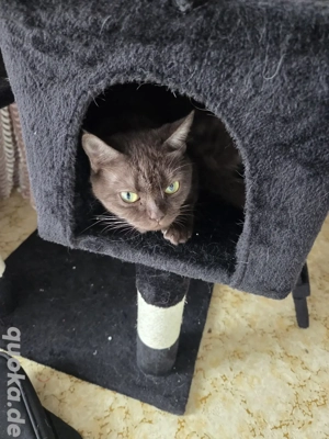 Katze Britisch kurzhaarige Rasse 