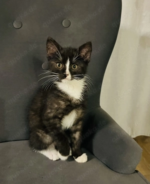  Ein kleiner süßer Kater sucht liebevolles Zuhause 