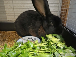 Hasen Dame abzugeben 