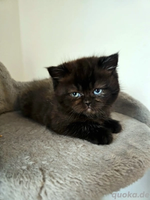 Britisch Kurzhaar und Britisch Langhaar Kitten 