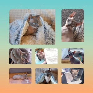 Deckkater Elf - sphynx-Max
