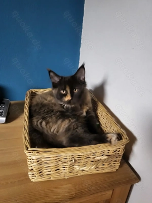 Mainecoon-Perser Mischlinge. 