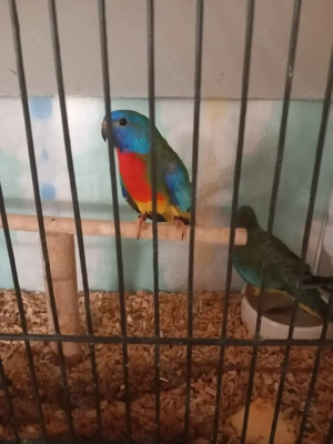 Glanzsittiche wildfarbig