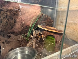 2 Vogelspinnen mit Terrarium