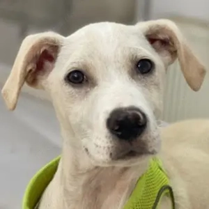 Atreyu, geb. ca. 08 2025, lebt in GRIECHENLAND, im städt. Tierheim Serres 