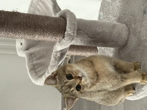 Katze Britischkurzhaar