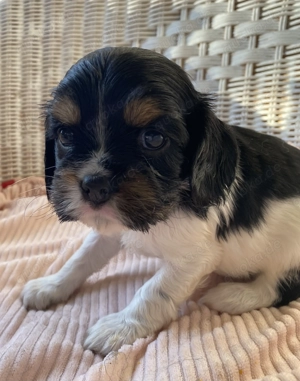 Cavalier Welpe