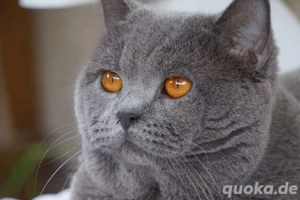 ***BKH Kitten Lilac*** Bild 3