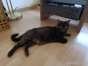 ***BKH Kitten Lilac*** Bild 4