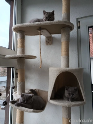 ***BKH Kitten Lilac*** Bild 5