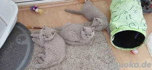 ***BKH Kitten Lilac*** Bild 10